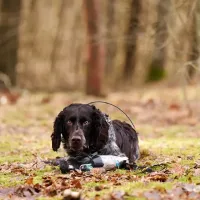 RYPO Dog Training - Výcviková hračka pro psa -  Kachna