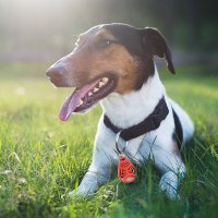TICKLESS PET odpuzovač klíšťat pro zvířata